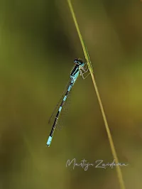 Gaffelwaterjuffer [Coenagrion scitulum]